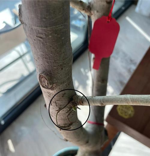 榕树落叶的原因及预防措施有哪些？