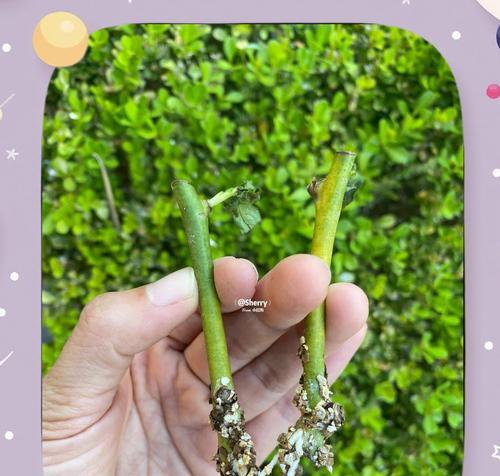 没有根的玫瑰花如何进行水培或土培？怎样才能生根？