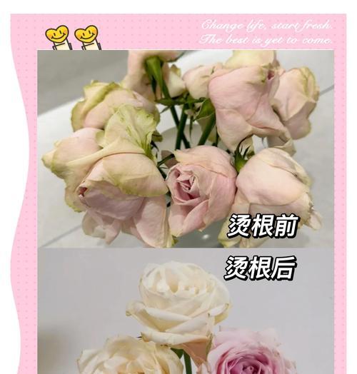 没有根的玫瑰花如何进行水培或土培？怎样才能生根？