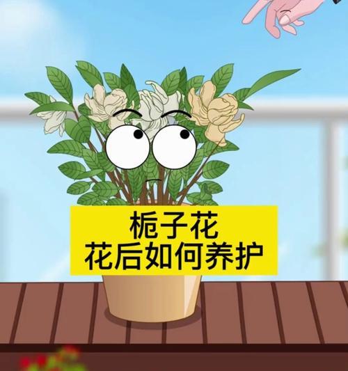 栀子花花后如何修剪和养护？步骤是什么？
