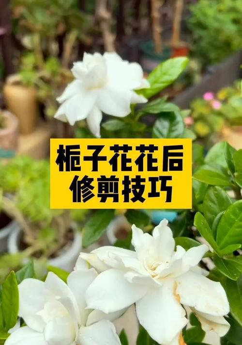 栀子花花后如何修剪和养护？步骤是什么？