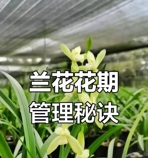 兰花多开花的秘诀是什么？