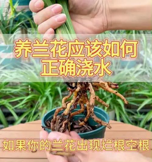 兰花多开花的秘诀是什么？