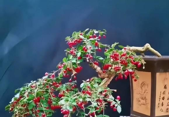 家庭种植花卉推荐？哪些花最适合室内？