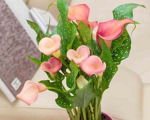 家庭种植花卉推荐？哪些花最适合室内？