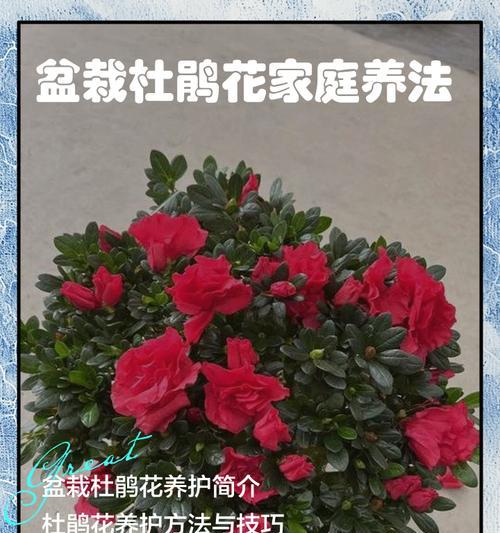 春季杜鹃花的养殖方法是什么？需要注意什么？