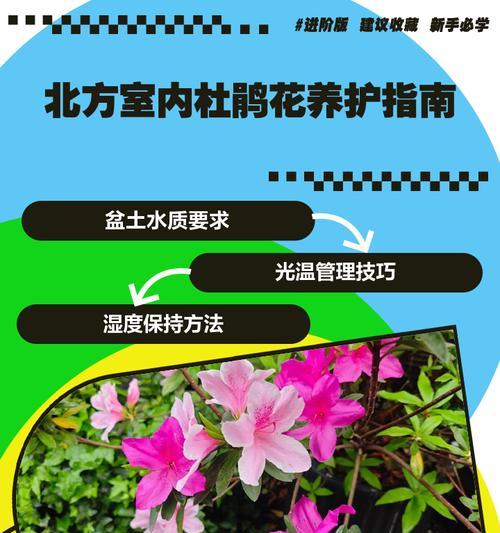 春季杜鹃花的养殖方法是什么？需要注意什么？
