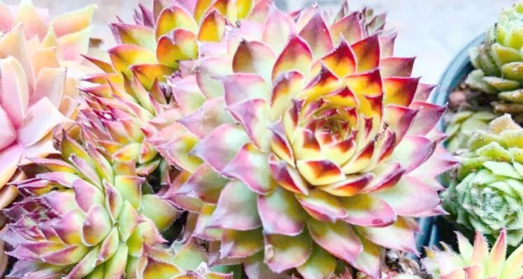 耐寒的花卉有哪些？冬季室外种植的耐寒植物种类？