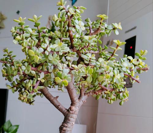 雅乐之舞修剪方法是什么？如何修剪雅乐之舞？