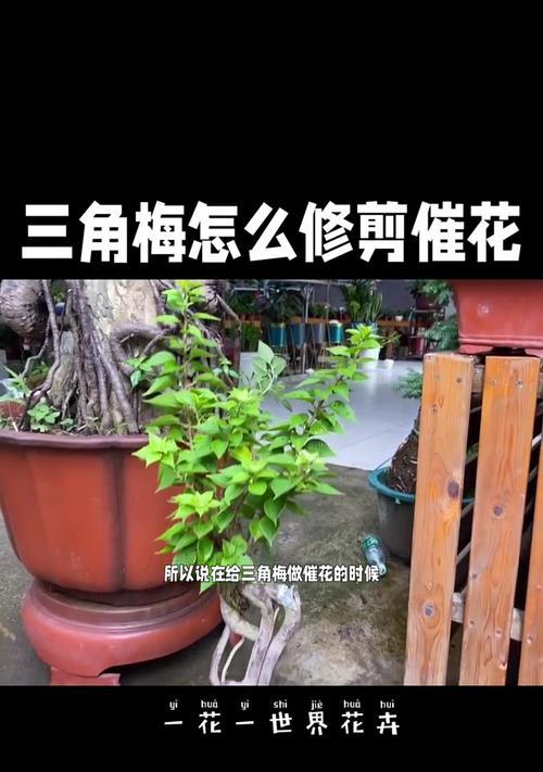 三角梅如何才能开花？开花前的养护要点是什么？