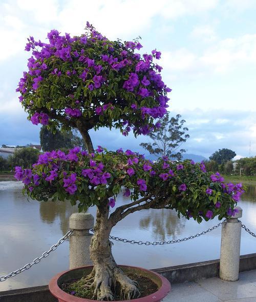 三角梅如何才能开花？开花前的养护要点是什么？