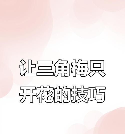 三角梅如何才能开花？开花前的养护要点是什么？
