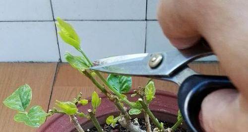 打顶摘心是什么意思？打顶摘心对植物生长有何影响？