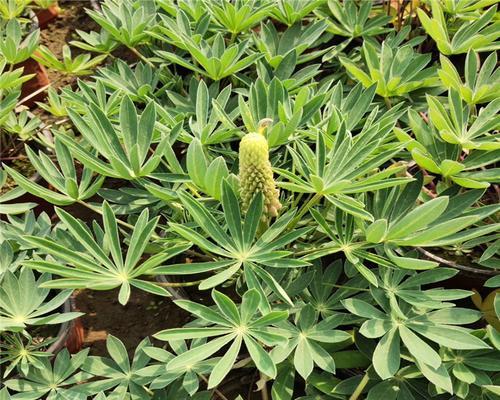 鲁冰花种植方法是什么？需要注意哪些事项？