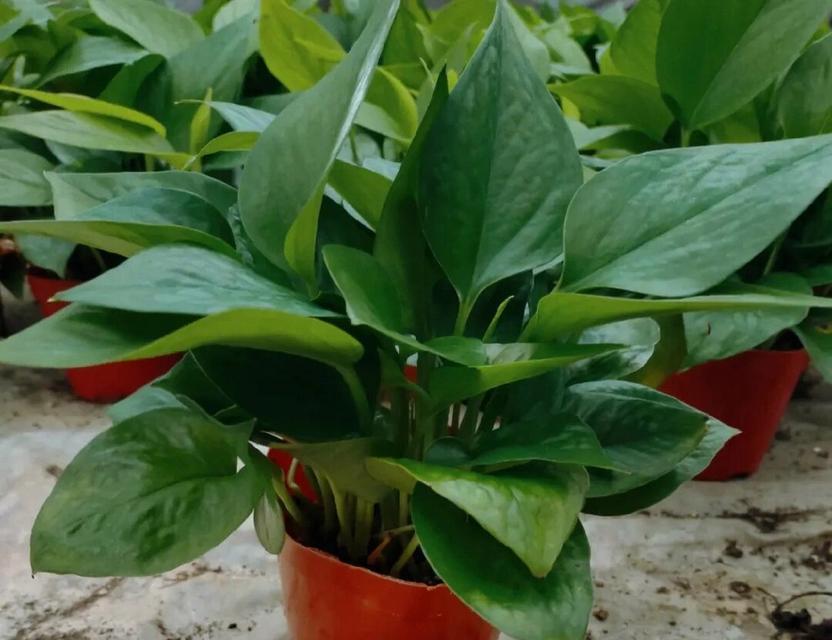 绿箩属于哪一类植物？