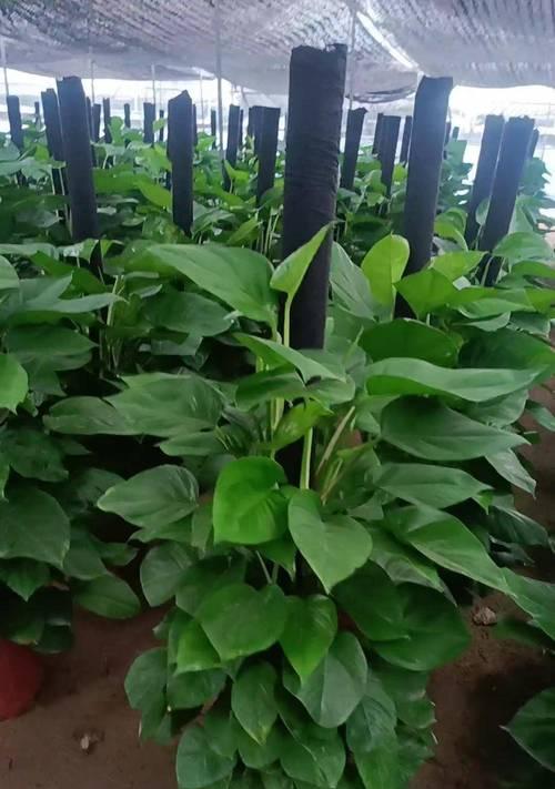 绿箩属于哪一类植物？