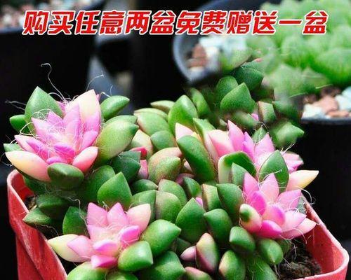 选择花盆有哪些要点？哪种材质的花盆最适合多肉植物？