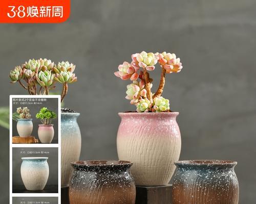选择花盆有哪些要点？哪种材质的花盆最适合多肉植物？