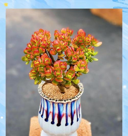 选择花盆有哪些要点？哪种材质的花盆最适合多肉植物？