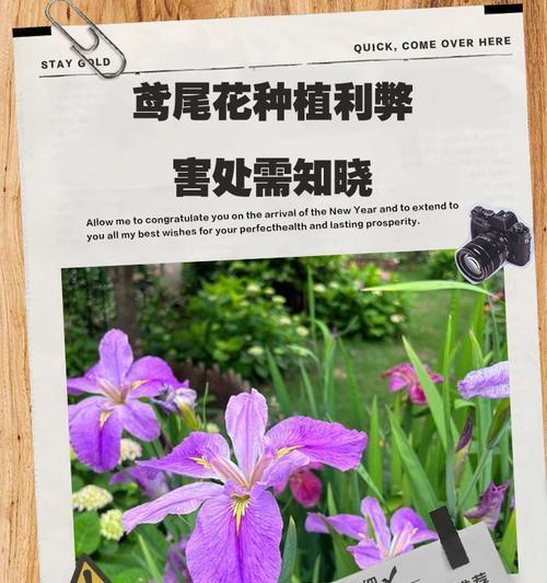 鸢尾花的种植方法和繁殖技巧是什么？