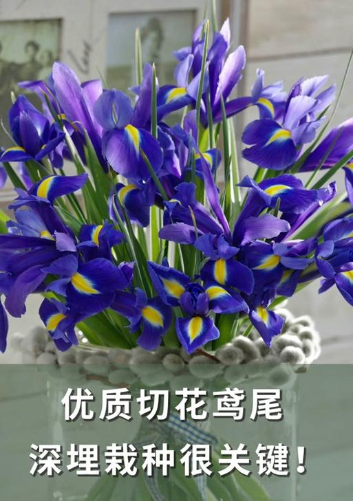 鸢尾花的种植方法和繁殖技巧是什么？
