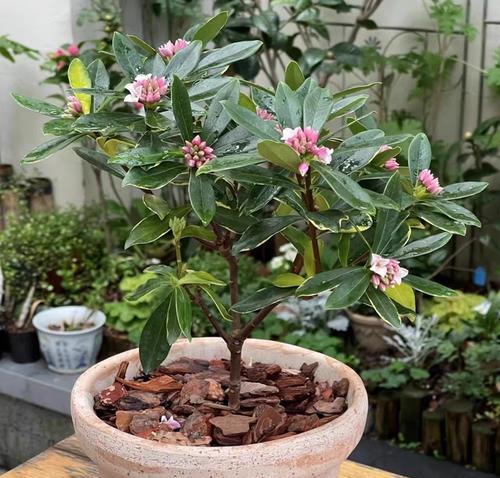 瑞香的养护技巧有哪些？怎样才能养出香味浓郁的瑞香？