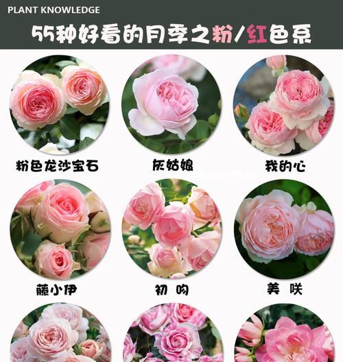 月季花插种的步骤是什么？