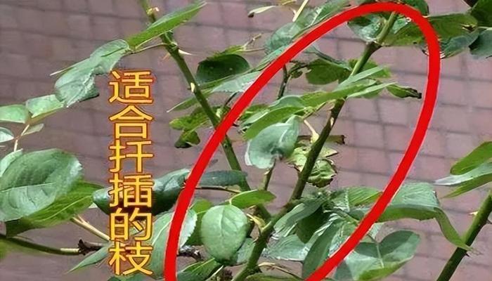 月季花插种的步骤是什么？