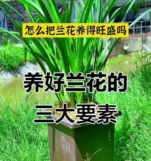 兰花如何养殖才能更旺盛？有效方法有哪些？