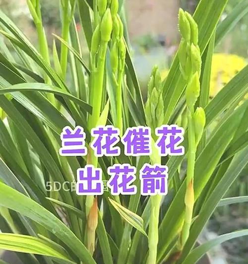 兰花如何养殖才能更旺盛？有效方法有哪些？