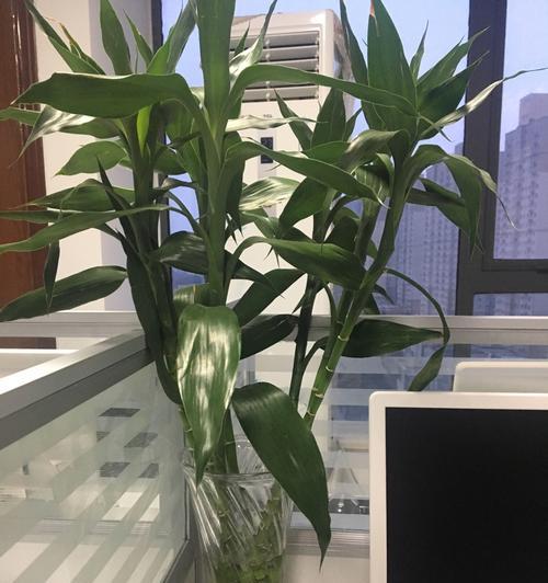 办公室适合种植哪些植物？它们的好处是什么？