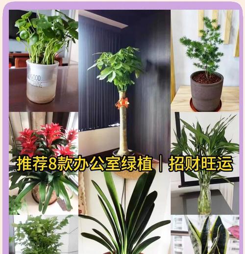 办公室适合种植哪些植物？它们的好处是什么？