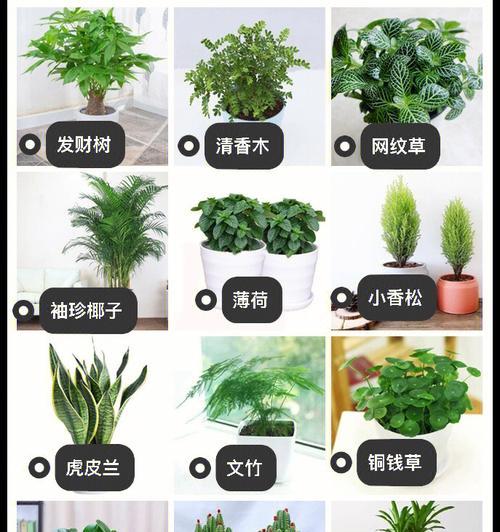 办公室适合种植哪些植物？它们的好处是什么？