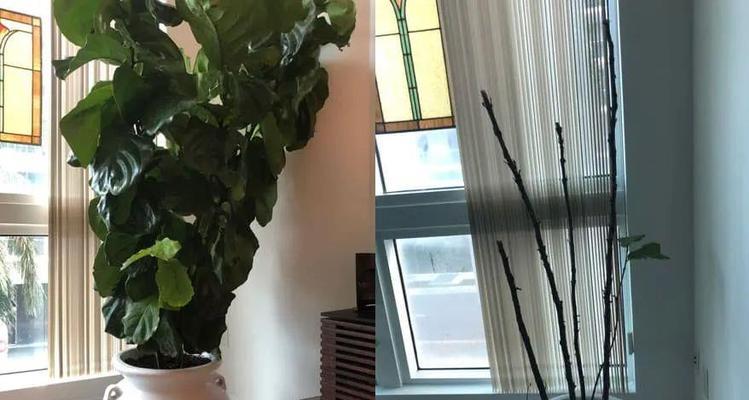 绿萝根腐病的防治方法是什么？