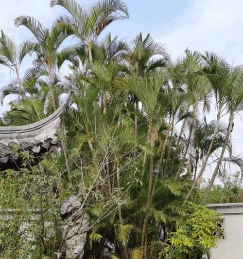 散尾葵根部发黄的原因及解决方法？