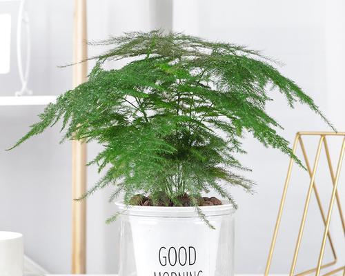 什么花可以净化空气？推荐几种适合室内种植的空气净化植物？