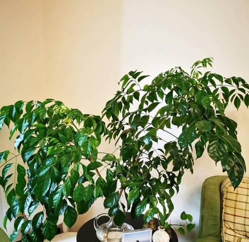 什么花可以净化空气？推荐几种适合室内种植的空气净化植物？