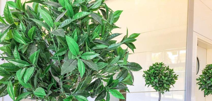 什么花可以净化空气？推荐几种适合室内种植的空气净化植物？
