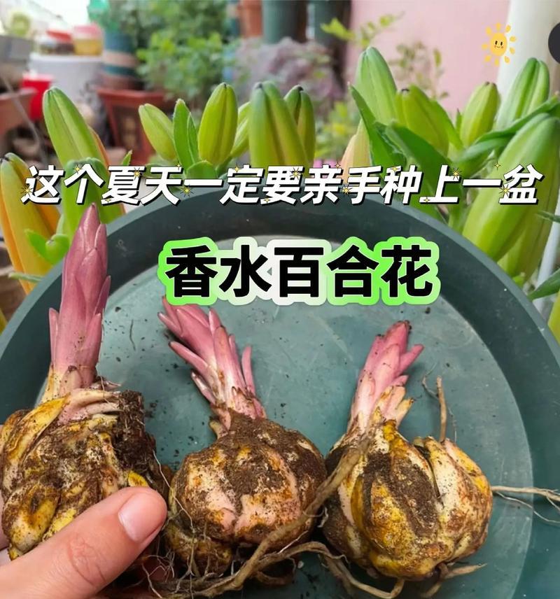 百合花怎么种植？掌握这些技巧轻松种植！