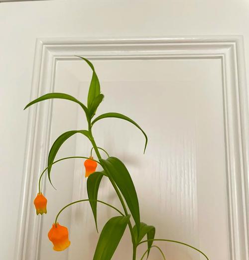 百合花怎么种植？掌握这些技巧轻松种植！
