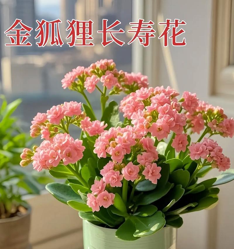 长寿花的养护好处是什么？它对家居环境有何影响？