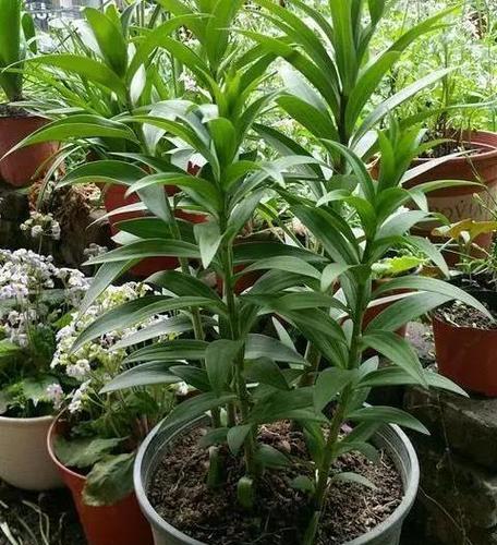 盆栽百合种子种植方法有哪些？盆栽百合种子种植后如何照料？