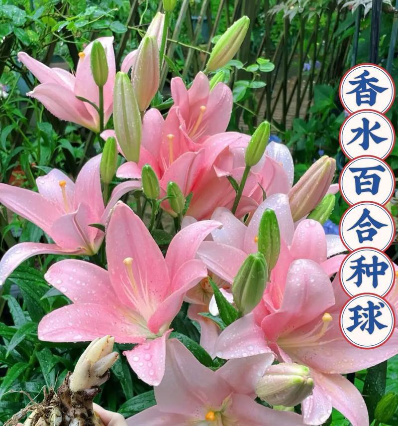 盆栽百合种子种植方法有哪些？盆栽百合种子种植后如何照料？