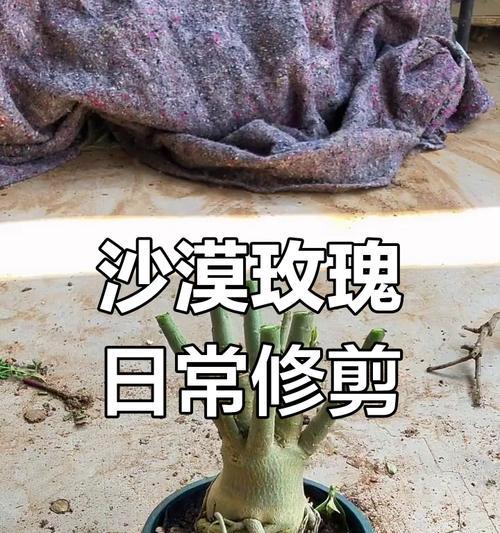 花草修剪技巧有哪些？怎样修剪以促进新生长？