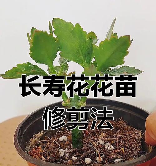 花草修剪技巧有哪些？怎样修剪以促进新生长？