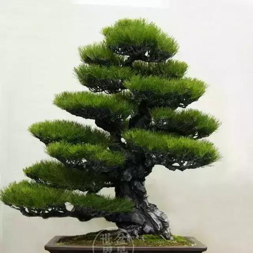 盆景松树有哪些品种？盆景松树品种的选择和养护技巧！