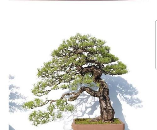 盆景松树有哪些品种？盆景松树品种的选择和养护技巧！