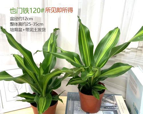 荷兰铁造型技巧有哪些？