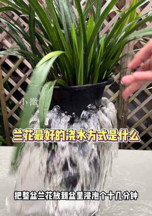 小盆景的浇水技巧有哪些？