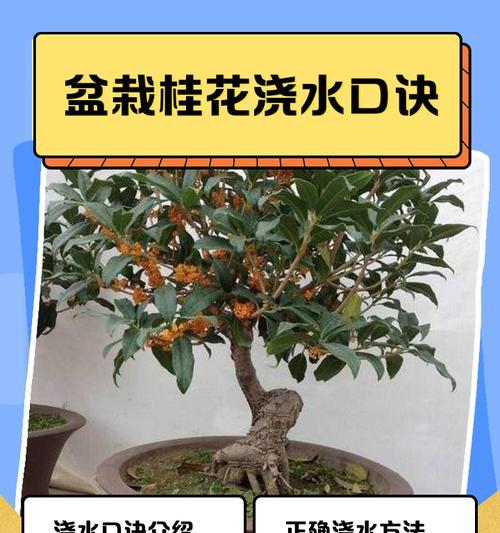 小盆景的浇水技巧有哪些？